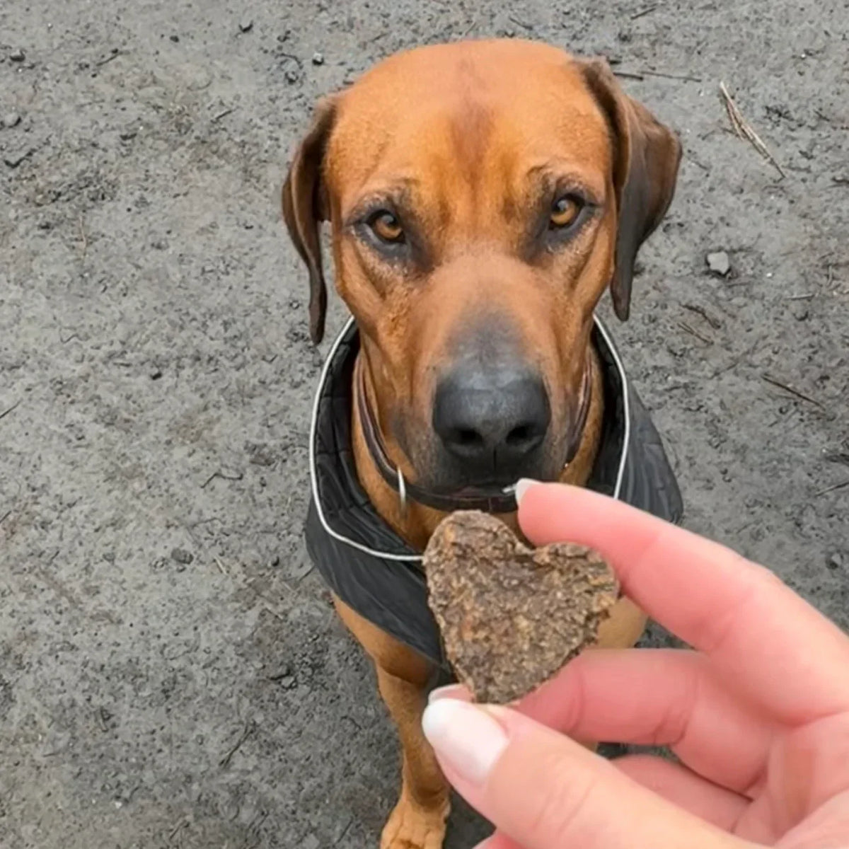 Hundesnacks