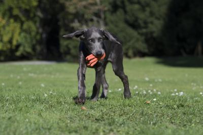 Thaddäus Tintenfisch