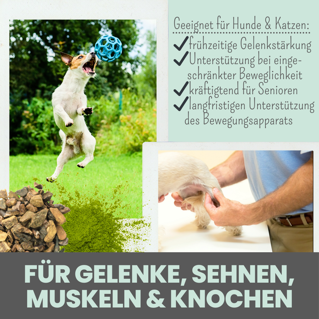 Gelenkmix Sensitiv & vegan für Hunde und Katzen mit Teufelskralle, Kurkuma & Glucosamin (150g)