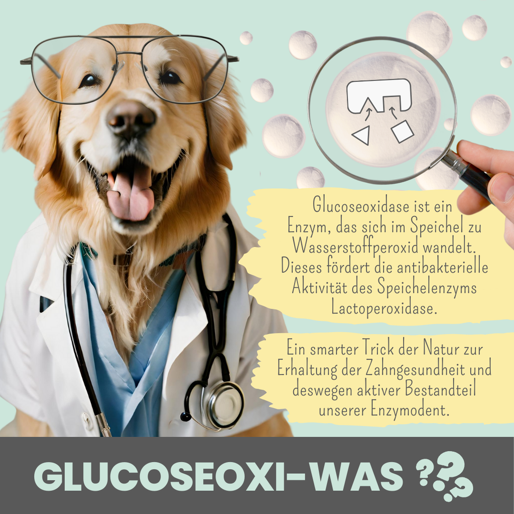 Enzymodent: Enzymatische Zahnpasta für Hunde mit natürlicher Pflege- und Präventionsformel (75ml)