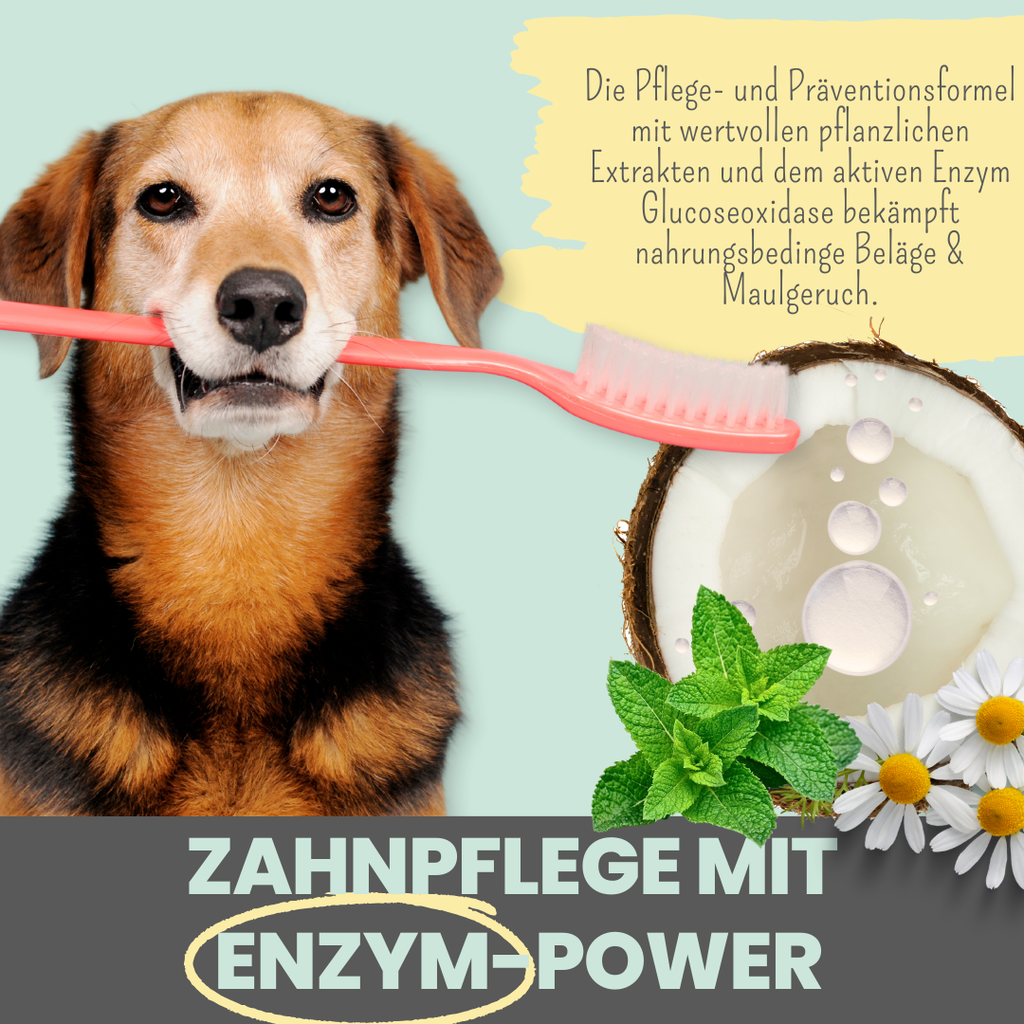 Enzymodent: Enzymatische Zahnpasta für Hunde mit natürlicher Pflege- und Präventionsformel (75ml)