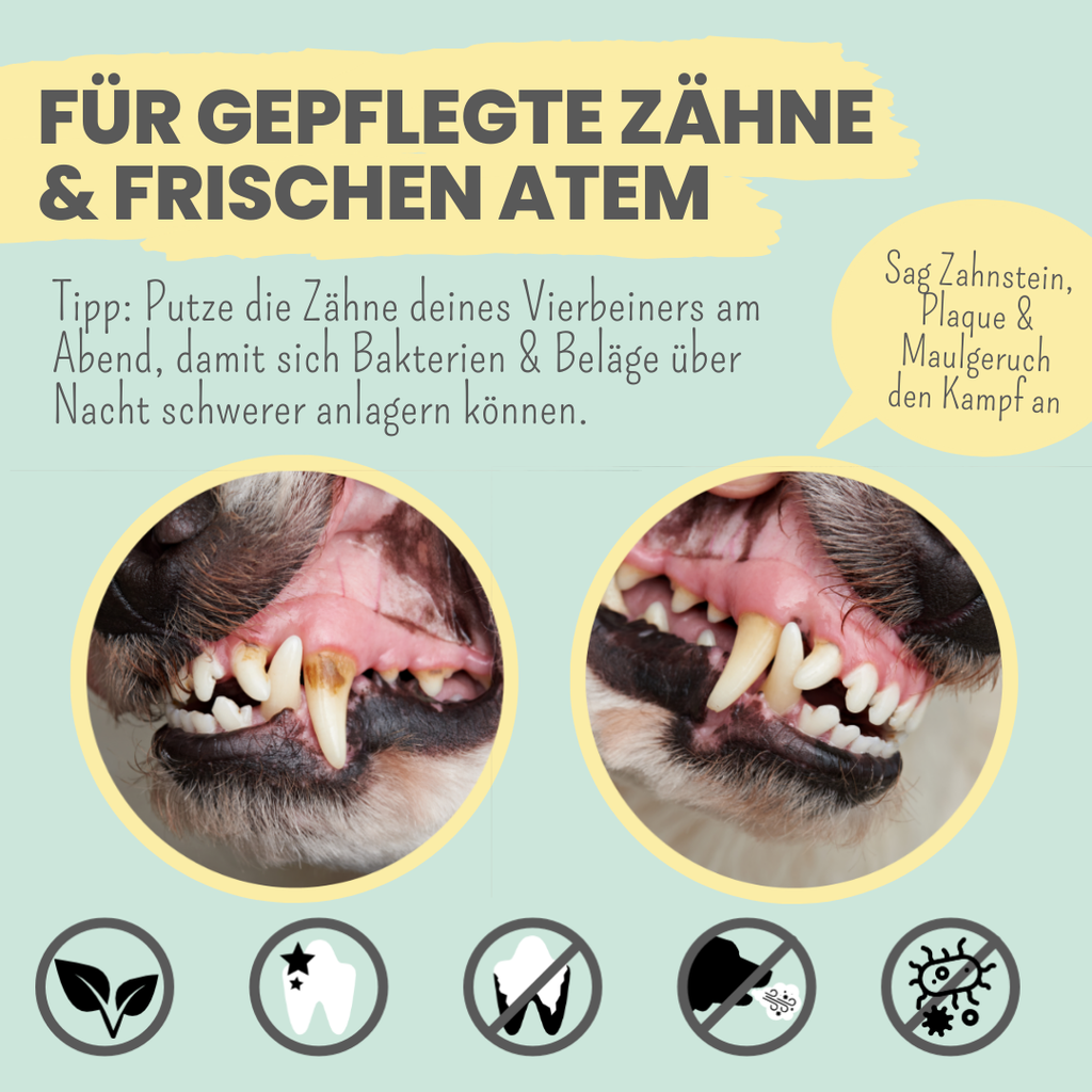 Enzymodent: Enzymatische Zahnpasta für Hunde mit natürlicher Pflege- und Präventionsformel (75ml)