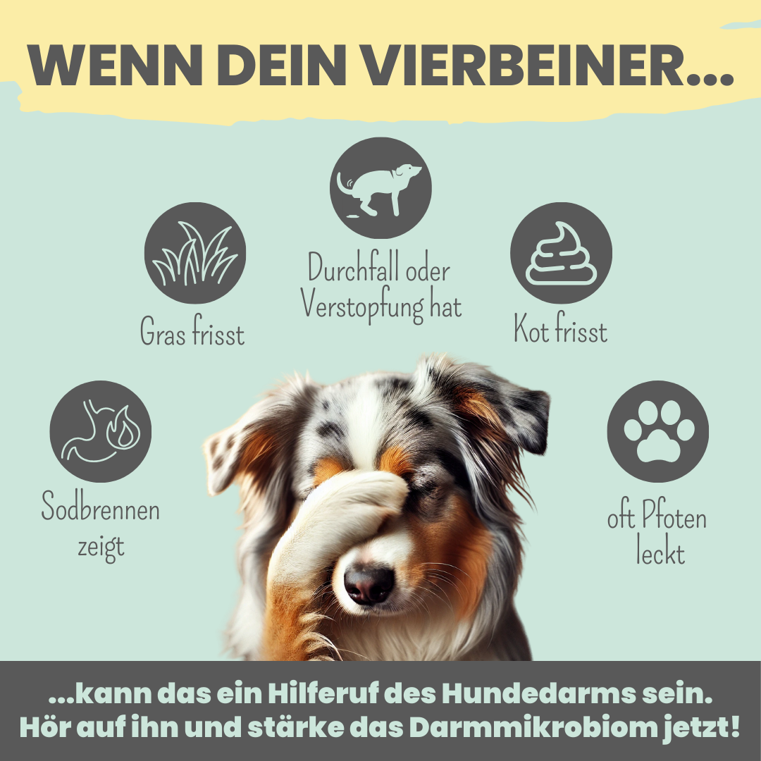 Probio Belly Snacks für Hunde mit BIOTICS³-Komplex: Präbiotika, Probiotika & Postbiotika (200g)